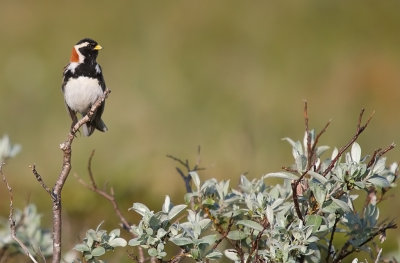 Lappsparv/Lapland Bunting.