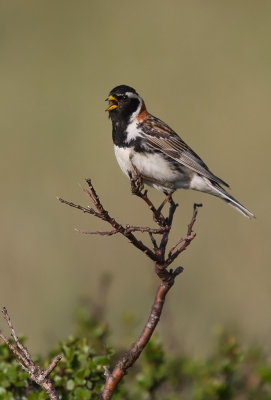Lappsparv/Lapland Bunting.
