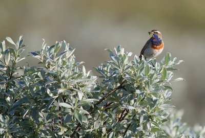 Blhake/Bluethroat