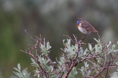 Blhake/Bluethroat