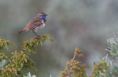 Blhake/Bluethroat