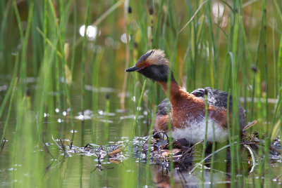 Svarthakedopping/Slavonian Grebe