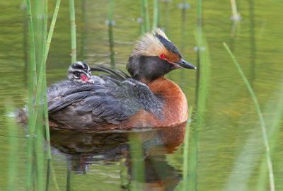 Svarthakedopping/Slavonian Grebe