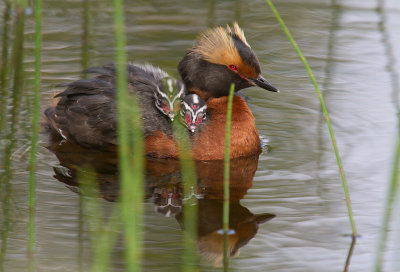 Svarthakedopping/Slavonian Grebe