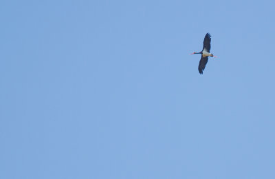 Svart stork/Black Stork.