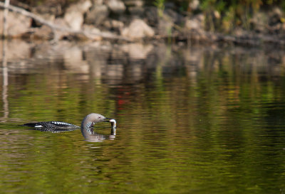Storlom/Black-throated Diver