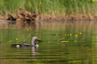 Storlom/Black-throated Diver
