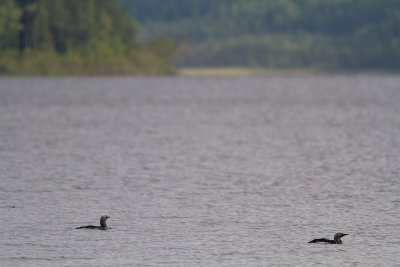 Storlom/Black-throated Diver
