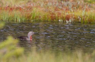 Smålom/Red-throated Diver