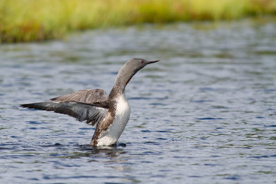 Smålom/Red-throated Diver