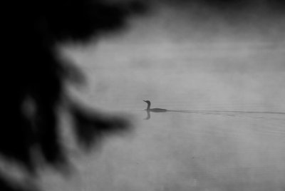 Smålom/Red-throated Diver