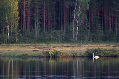 Sngsvan/Wooper Swan