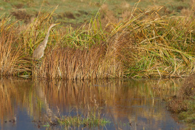 Purpurhger/Purple Heron.