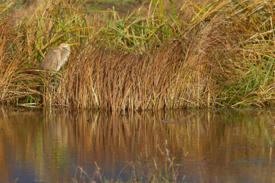 Purpurhger/Purple Heron