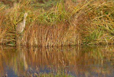 Purpurhger/Purple Heron