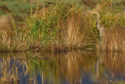Purpurhger/Purple Heron