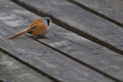 Skggmes/Bearded Reedling