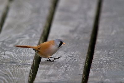 Skggmes/Bearded Reedling