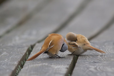 Skggmes/Bearded Reedling