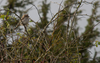 Rdhuvad trnskata/Woodchat Shrike