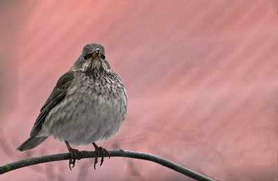 Taigatrast/Dark-Throated Thrush