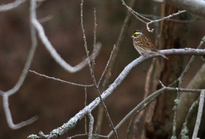 Gulbrynad sparv/Yellow-Browed Bunting