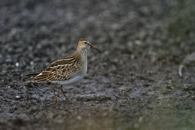 Tuvsnppa/Pectoral Sandpiper 