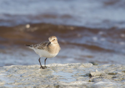 Gulbrstad snppa/Baird's Sandpiper 