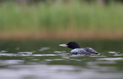 Vitnbbad islom/Yellow-Billed Loon 