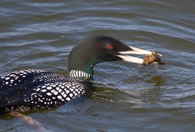 Vitnbbad islom/Yellow-Billed Loon 