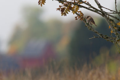 Rdhuvad trnskata/Woodchat shrike