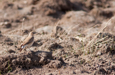 Isabellastenskvtta/Isabelline Wheatear