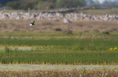 Vitvingad trna/White-Winged Tern