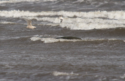 Vittrut/Glaucous Gull