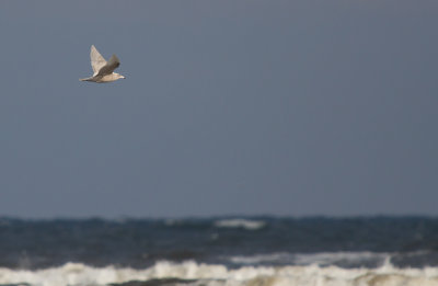 Vittrut/Glaucous Gull