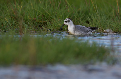 Brednbbad simsnppa/Red Phalarope