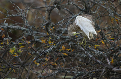 Rallhger/Squacco Heron