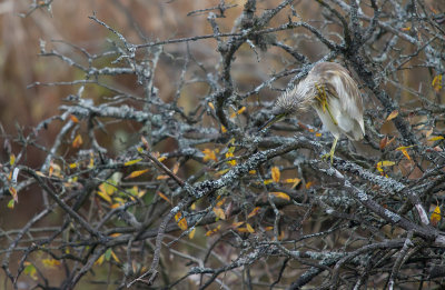 Rallhger/Squacco Heron