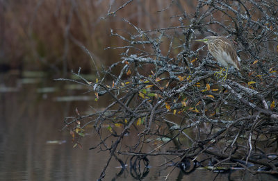 Rallhger/Squacco Heron