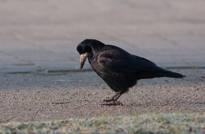 Krkfglar/Raven and Crows