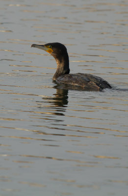 Skarvar-Svanar/Cormorants-Swans