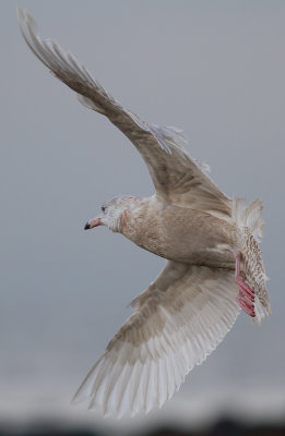 Vittrut/Glaucous Gull.Torekov.