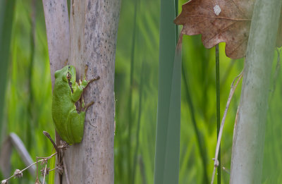 Lvgroda/ common tree frog.