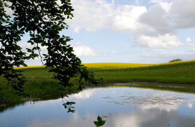 Klockgrodornas damm/fire-belled-toads dam.