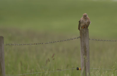 tornfalk/Kestrel.