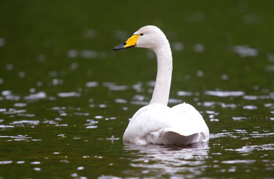 sngsvan/Whooper Swan.