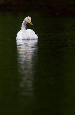sngsvan/Whooper Swan.
