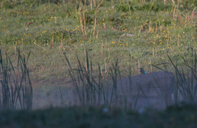 Kungsfiskare/Kingfisher.