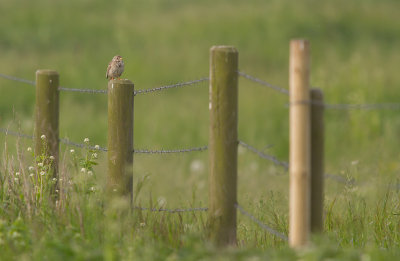 Kornsparv/Corn Bunting.