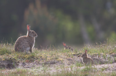 Kanin/Rabbit.